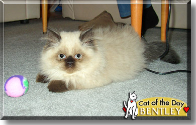 Bentley, the Cat of the Day