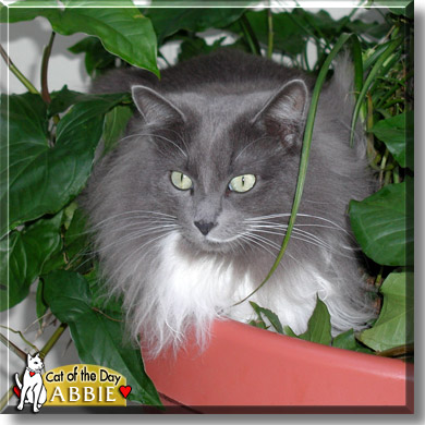 Abbie, the Cat of the Day