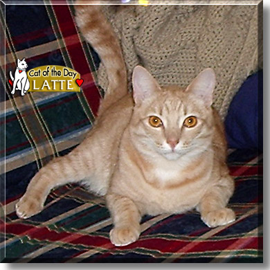Latte, the Cat of the Day