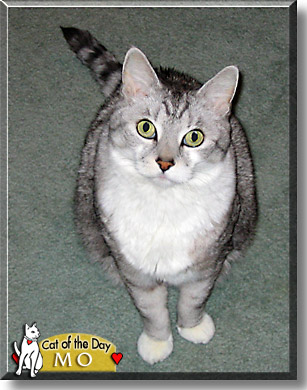 Mo, the Cat of the Day