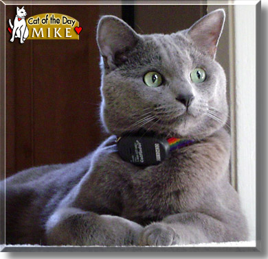 Mike, the Cat of the Day