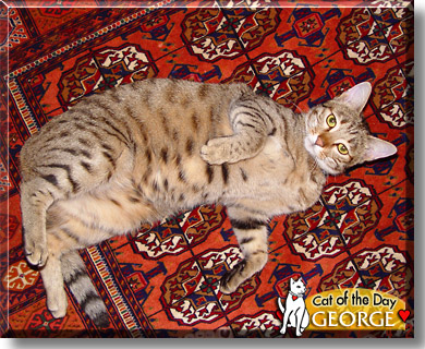 Haji Abdul George, the Cat of the Day