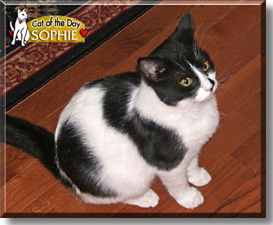 Sophia, the Cat of the Day