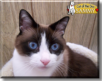 Sammy, the Cat of the Day