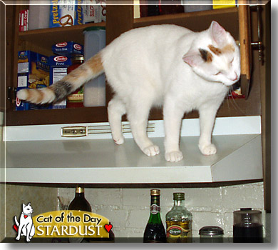 Stardust, the Cat of the Day