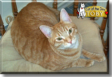 Toby, the Cat of the Day