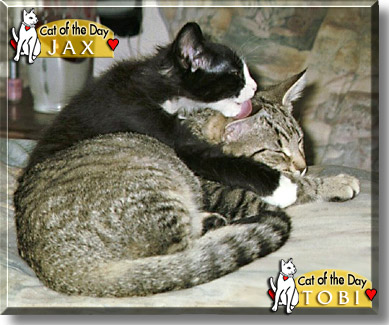 Tobi, Jax, the Cat of the Day