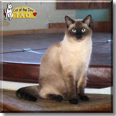 Tao, the Cat of the Day