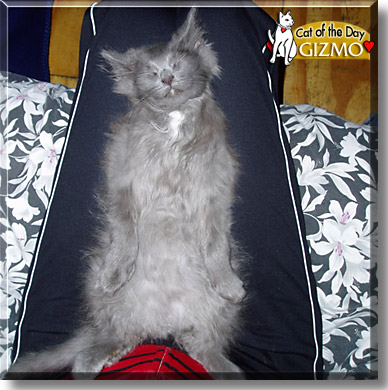 Gizmo, the Cat of the Day