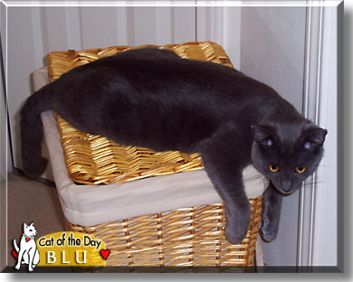 Blu, the Cat of the Day