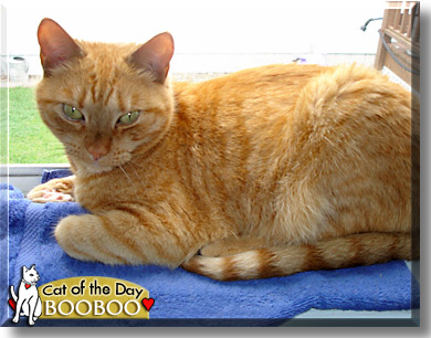 Booboo, the Cat of the Day