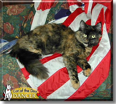 Dancer, the Cat of the Day