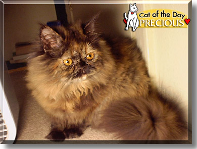Precious, the Cat of the Day