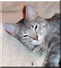 Kitty