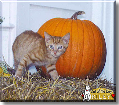 Riley, the Cat of the Day