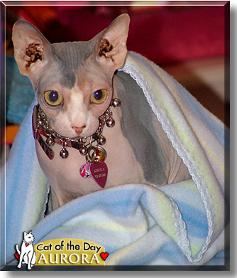 Aurora, the Cat of the Day