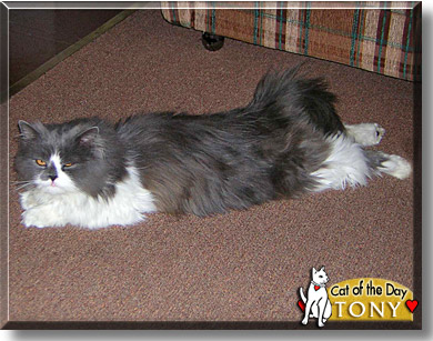 Tony, the Cat of the Day