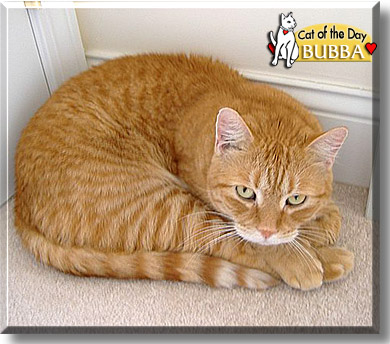 Bubba, the Cat of the Day