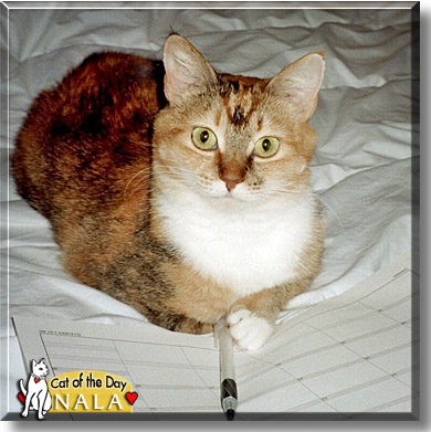 Nala, the Cat of the Day