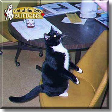 Buttons, the Cat of the Day