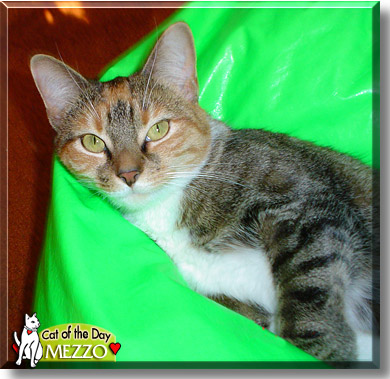 Mezzo, the Cat of the Day