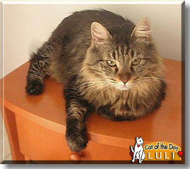 Luli, the Cat of the Day