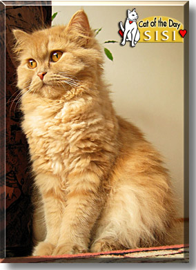 Sisi, the Cat of the Day
