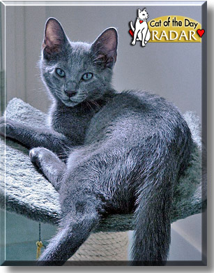 Radar, the Cat of the Day