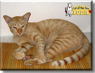 Eddie, the Cat of the Day