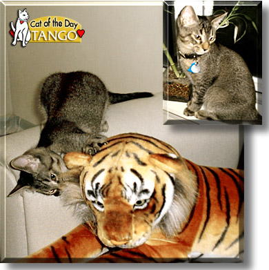 Tango, the Cat of the Day