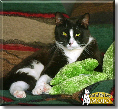 Mojo, the Cat of the Day