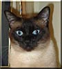 Miss Cleo