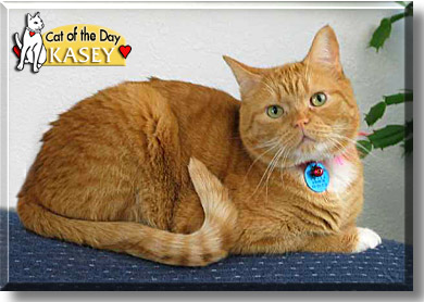 Kasey, the Cat of the Day