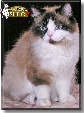 Shilo, the Cat of the Day