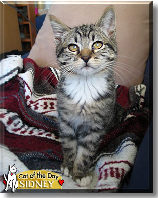 Sidney, the Cat of the Day