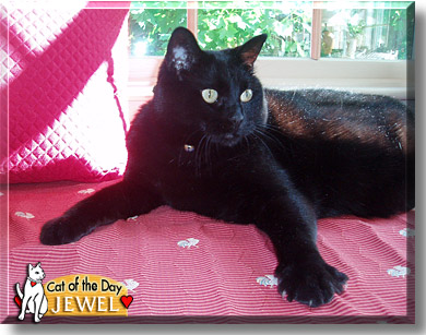 Jewel, the Cat of the Day