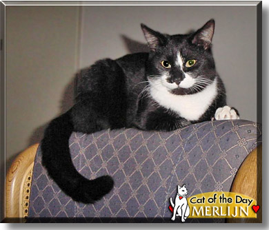 Merlijn, the Cat of the Day