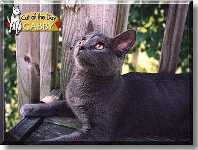 Gabby, the Cat of the Day