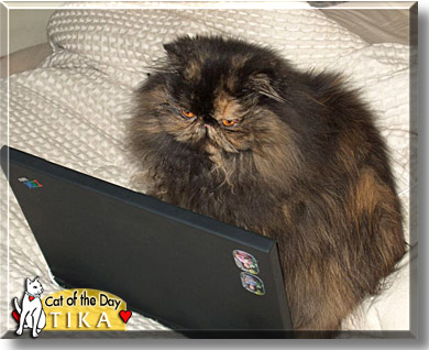 Tiki, the Cat of the Day