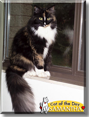 Samantha, the Cat of the Day