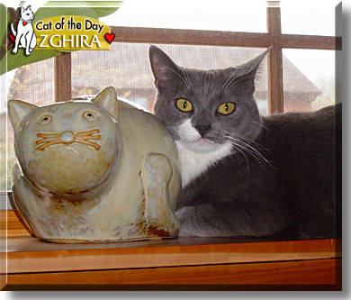 Zghira, the Cat of the Day