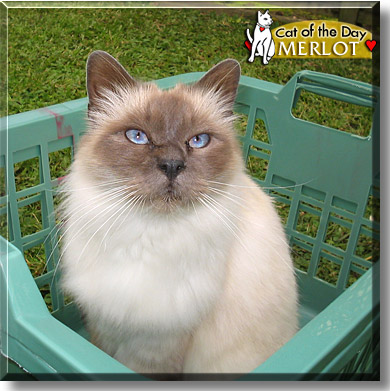Merlot, the Cat of the Day