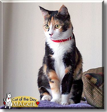 Maggie, the Cat of the Day
