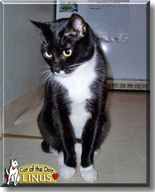 Linus, the Cat of the Day