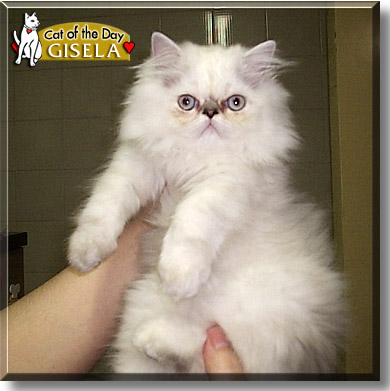 Gisela, the Cat of the Day