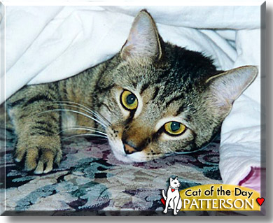 Patterson, the Cat of the Day