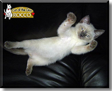 Rocco, the Cat of the Day