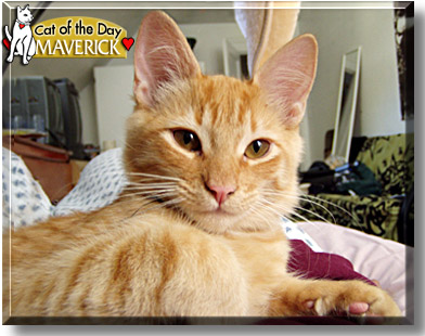 Maverick, the Cat of the Day