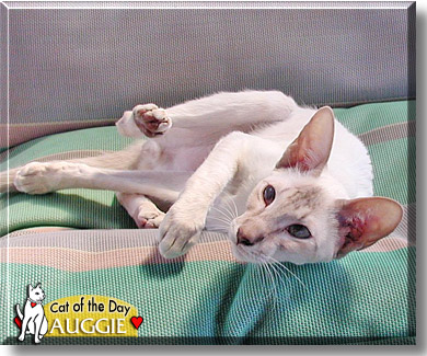 Auggie, the Cat of the Day