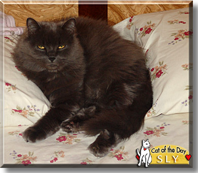 Sly, the Cat of the Day